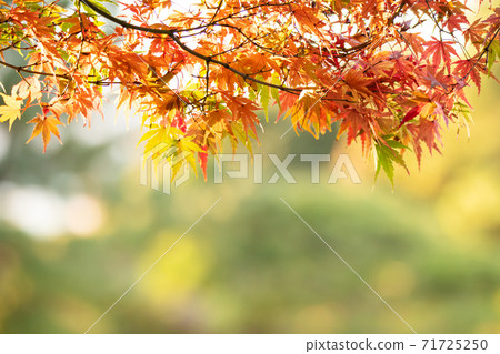 風景與變成紅色的楓樹 風景與變成紅色的楓樹 71725250