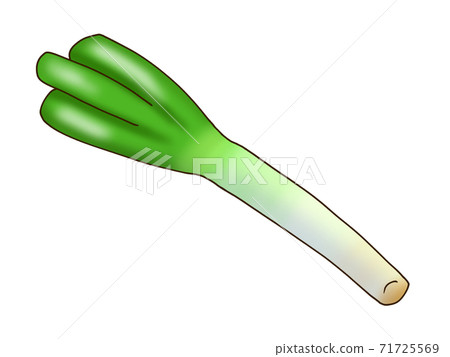 White green onion White green onion 71725569