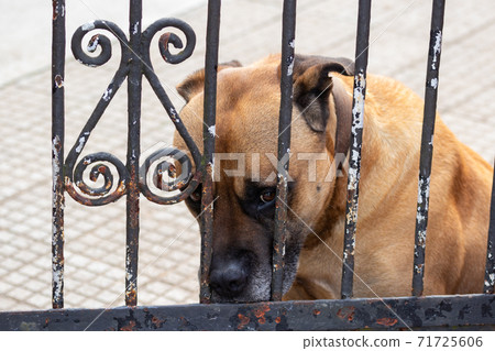 Sad watchdog looking through the bars of an old gate Sad watchdog looking through the bars of an old gate 71725606