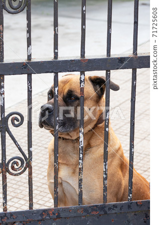 Sad watchdog looking through the bars of an old gate Sad watchdog looking through the bars of an old gate 71725608