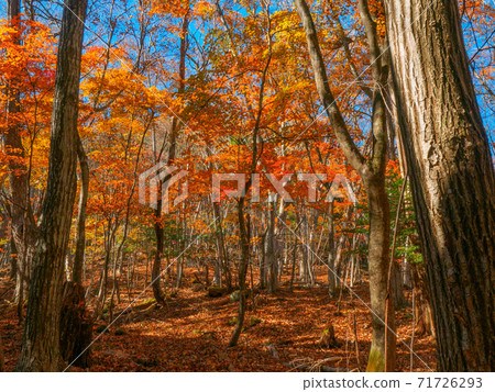 Autumn leaves forest (Shinyu Fuji, Okushiobara, Tochigi Prefecture) 71726293