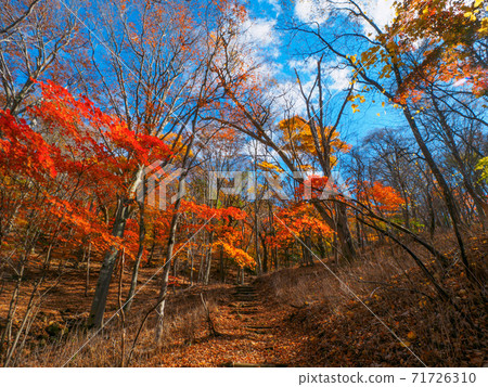 Mountain trail covered with autumn leaves (Shinyu Fuji, Okushiobara, Tochigi Prefecture) 71726310