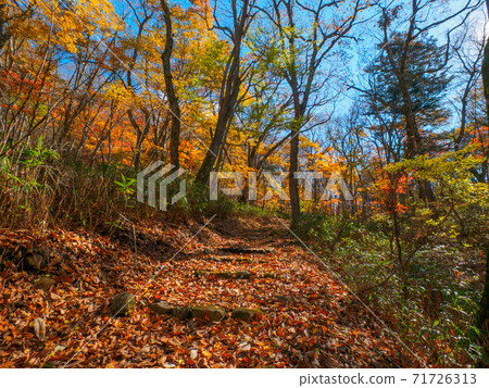 Mountain trail covered with autumn leaves (Shinyu Fuji, Okushiobara, Tochigi Prefecture) 71726313