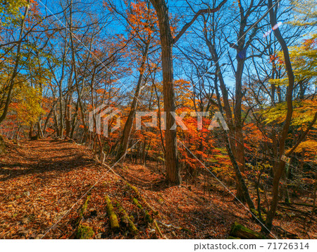 Mountain trail covered with autumn leaves (Shinyu Fuji, Okushiobara, Tochigi Prefecture) Mountain trail covered with autumn leaves (Shinyu Fuji, Okushiobara, Tochigi Prefecture) 71726314