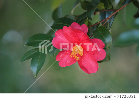 Blooming in the cold winter sky 71726351
