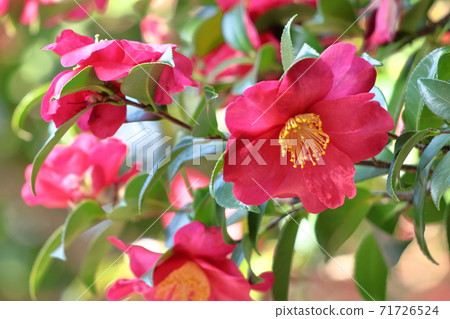 Blooming in the cold winter sky 71726524