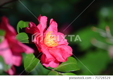 Blooming in the cold winter sky 71726529