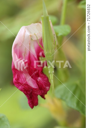 Morning glory flowers and Atractomorpha lata 71726832