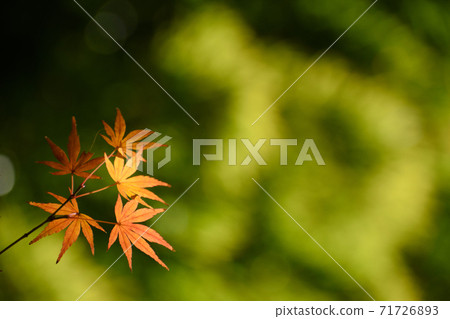 園寺的秋葉(Sa玉縣) 園寺的秋葉(Sa玉縣) 71726893