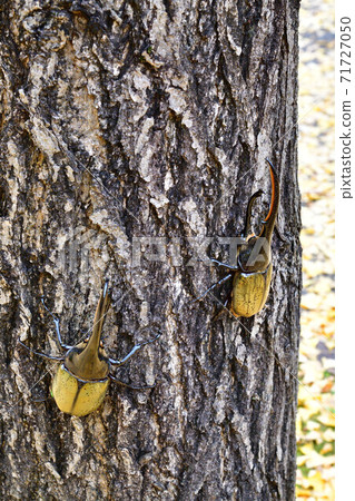 Hercules Hercules 71727050