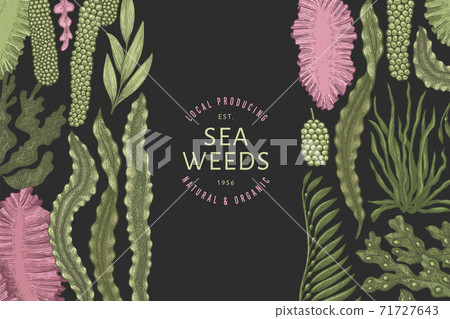 Seaweed color design template. Hand drawn vector seaweeds illustrations on dark background. Engraved style sea food banner. Retro sea plants background 71727643