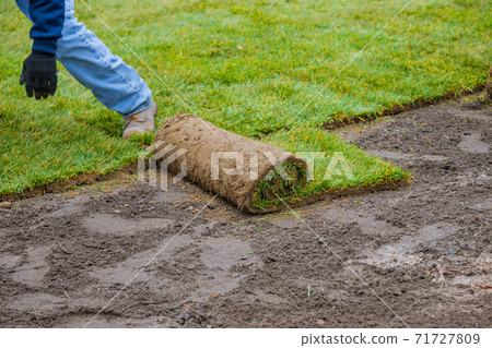 Applying rolled green grass with laying sod for new lawn 71727809