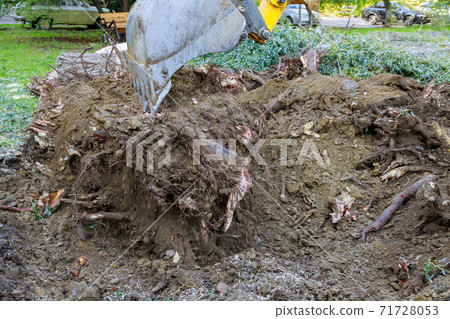 Uprooting a large stump trees using an excavator. Uprooting a large stump trees using an excavator. 71728053