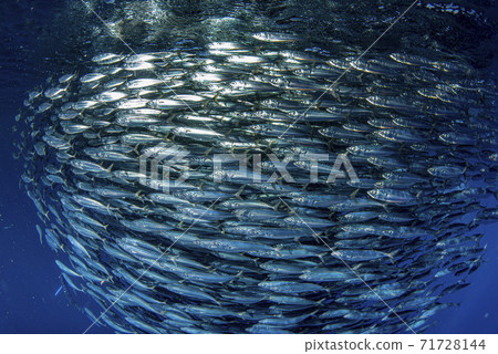 sardine school of fish underwater 71728144