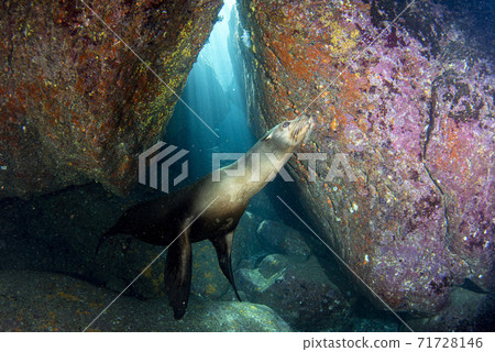 sea lion seal underwater sea lion seal underwater 71728146