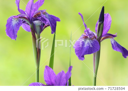 Iris flower green natural background purple flower 71728504