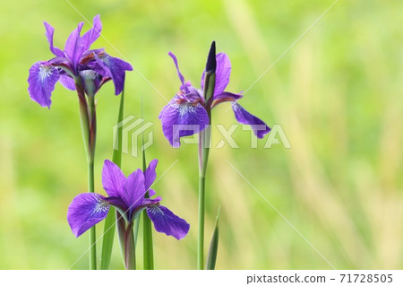 Iris flower green natural background purple flower 71728505