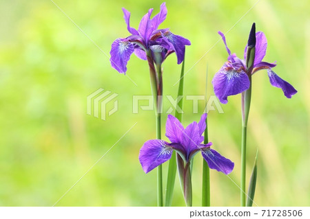 y草花,綠色自然本底,紫色花 y草花,綠色自然本底,紫色花 71728506