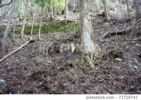 蘆町森林中的樹木 71728743