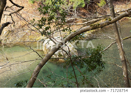 Tree branches against the backdrop of a river in the Ashio forest Tree branches against the backdrop of a river in the Ashio forest 71728754