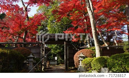 Hanno City "Nojinji" Autumn Leaves Hanno City "Nojinji" Autumn Leaves 71728817