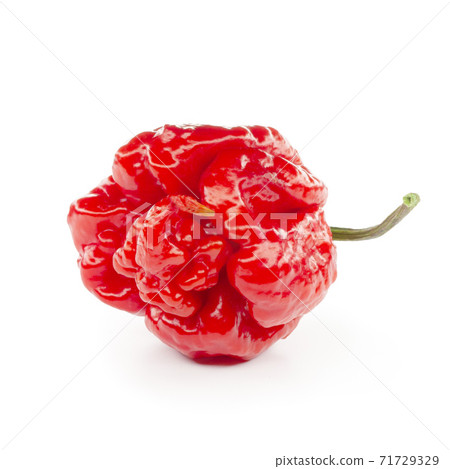 Chilli Pepper 'Carolina Reaper' (Capsicum chinense)