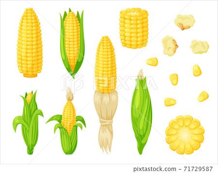 corn set isolated on white background 71729587