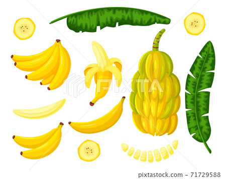 banana tree tropical fruit set isolated on white 71729588