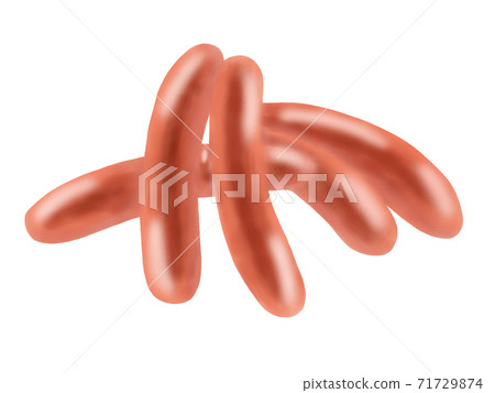 維也納(無干線) 維也納(無干線) 71729874