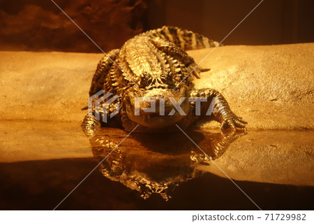 crocodile 71729982