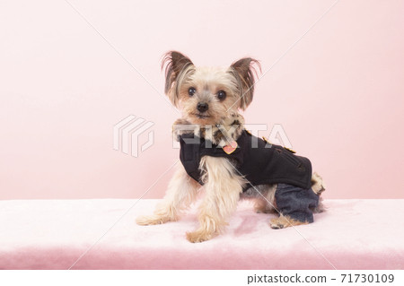 Yorkshire terrier smiling in furry clothes Yorkshire terrier smiling in furry clothes 71730109