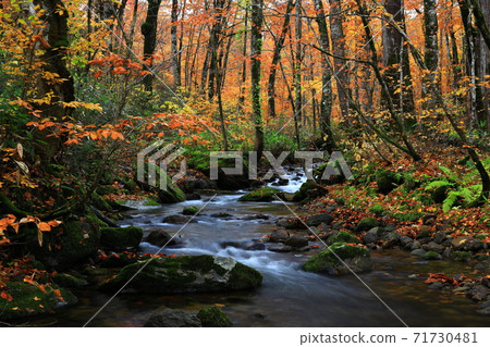 Momodong Valley in the autumn leaves Momodong Valley in the autumn leaves 71730481