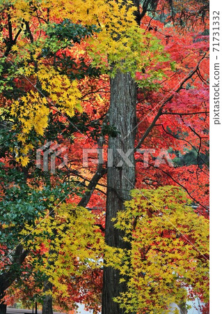 廣島市世樂郡今野山的秋葉 廣島市世樂郡今野山的秋葉 71731332