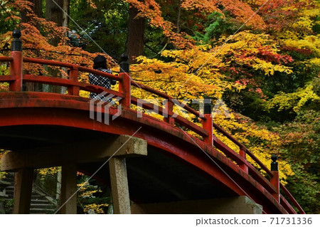 Autumn leaves of Mt. Imakano, Sera-gun, Hiroshima Autumn leaves of Mt. Imakano, Sera-gun, Hiroshima 71731336