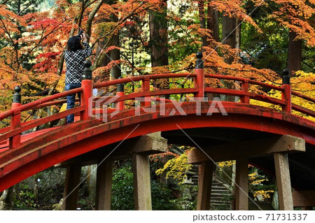 Autumn leaves of Mt. Imakano, Sera-gun, Hiroshima Autumn leaves of Mt. Imakano, Sera-gun, Hiroshima 71731337
