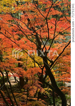 廣島市世樂郡今野山的秋葉 廣島市世樂郡今野山的秋葉 71731341