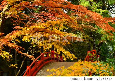 廣島市世樂郡今野山的秋葉 廣島市世樂郡今野山的秋葉 71731342