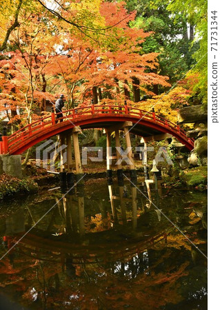 Autumn leaves of Mt. Imakano, Sera-gun, Hiroshima 71731344