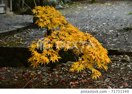 Autumn leaves of Mt. Imakano, Sera-gun, Hiroshima Autumn leaves of Mt. Imakano, Sera-gun, Hiroshima 71731349