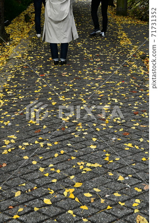 Autumn leaves of Mt. Imakano, Sera-gun, Hiroshima Autumn leaves of Mt. Imakano, Sera-gun, Hiroshima 71731352
