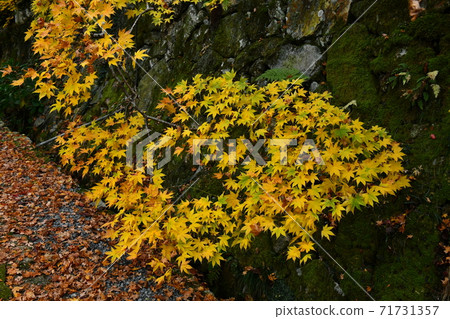 Autumn leaves of Mt. Imakano, Sera-gun, Hiroshima 71731357
