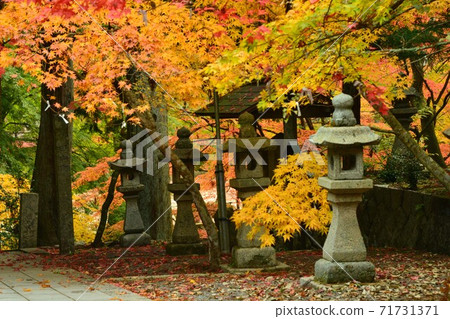 廣島市世樂郡今野山的秋葉 71731371