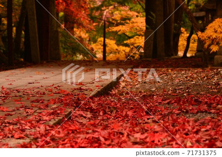 Autumn leaves of Mt. Imakano, Sera-gun, Hiroshima Autumn leaves of Mt. Imakano, Sera-gun, Hiroshima 71731375