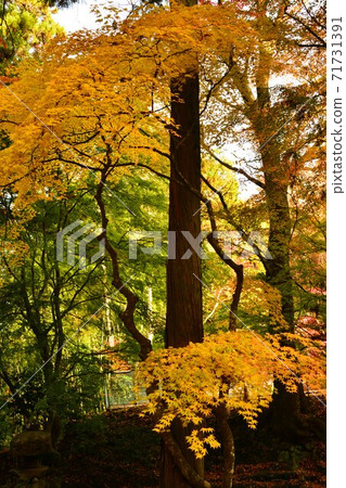 Autumn leaves of Mt. Imakano, Sera-gun, Hiroshima Autumn leaves of Mt. Imakano, Sera-gun, Hiroshima 71731391