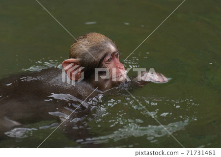 Japanese macaque kid swimming Japanese macaque kid swimming 71731461