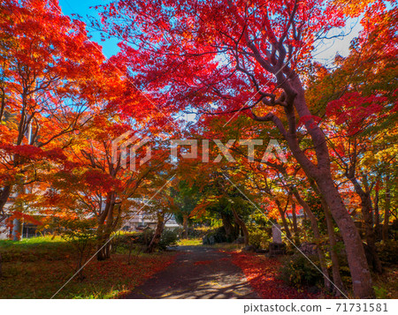 Autumn leaves in a Japanese garden (Hotel Ohruri, Shiobara Onsen, Tochigi Prefecture) Autumn leaves in a Japanese garden (Hotel Ohruri, Shiobara Onsen, Tochigi Prefecture) 71731581