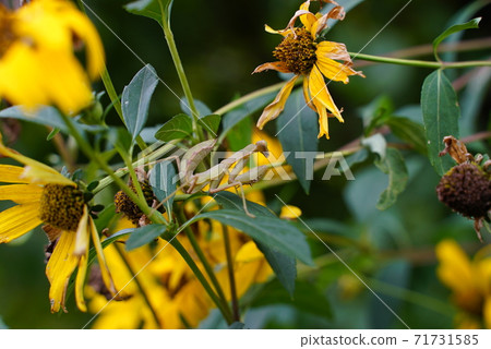 Mantis larva Mantis larva 71731585