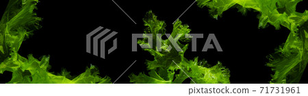 green algae isolated on black background 71731961