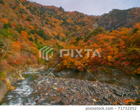 Autumn leaves in the Shiobara Valley (Nasu-Shiobara, Tochigi Prefecture) 71732052