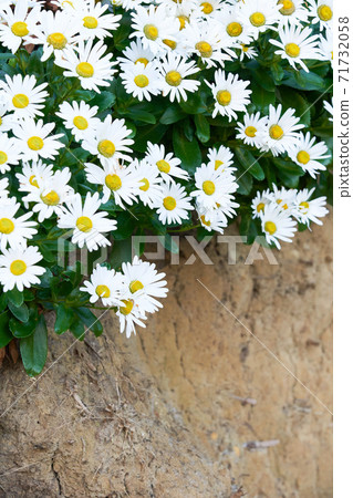 在碼頭上長出的日本海濱菊花的物質形象 在碼頭上長出的日本海濱菊花的物質形象 71732058
